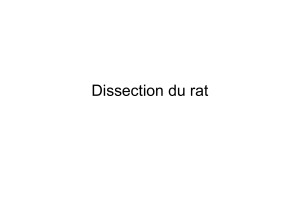 Dissection du rat