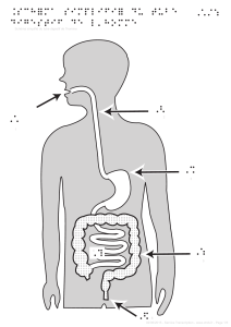 ¨schéma simplifié du tube digestif de l’homme `2 `1