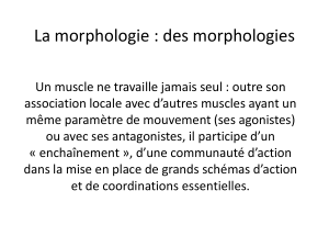 La morphologie : des morphologies