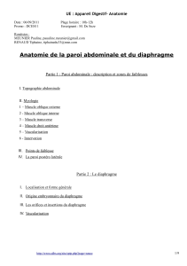 d1 digestif anatomie de la paroi abdominale et du dipahragme 060911