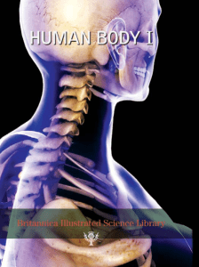 human body part 1