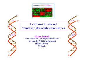 Les bases du vivant Structure des acides nucléiques 5’ 3’