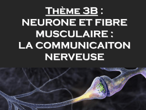 Thème 3B :  NEURONE ET FIBRE MUSCULAIRE :