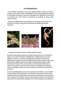 Les Bulbophyllum