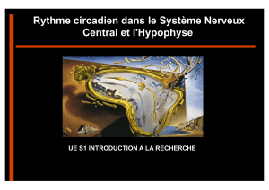 Rythme circadien dans le Système Nerveux Central et l'Hypophyse