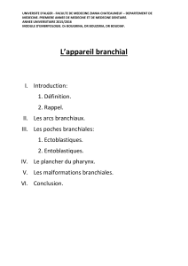 Appareil branchial