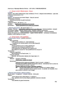 –Myologie Membre Pelvien -  2011-2012– PrSM BOUKERCHE- Anat-cours