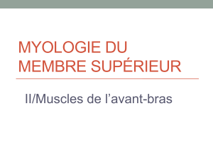 MYOLOGIE DU MEMBRE SUPÉRIEUR II/Muscles de l’avant-bras