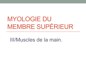 MYOLOGIE DU MEMBRE SUPÉRIEUR III/Muscles de la main.