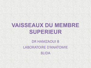 VAISSEAUX DU MEMBRE SUPERIEUR DR HAMZAOUI B LABORATOIRE D’ANATOMIE