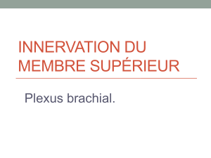 INNERVATION DU MEMBRE SUPÉRIEUR Plexus brachial.