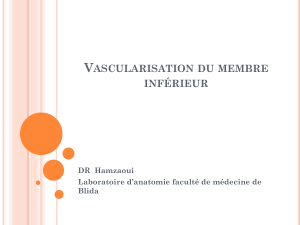 V ASCULARISATION DU MEMBRE INFÉRIEUR DR  Hamzaoui