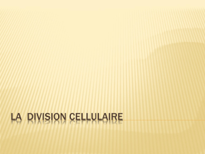 Division cellulaire