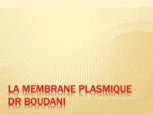 Membrane plasmique