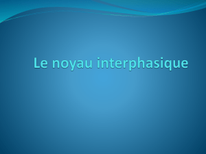 Noyau interphasique