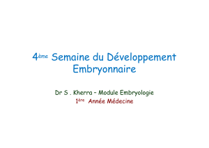 4 Semaine du Développement Embryonnaire Dr S . Kherra – Module Embryologie