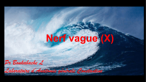 Nerf vague (X) Pr Boukabache L Laboratoire d’Anatomie générale Constantine