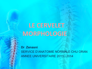 LE CERVELET MORPHOLOGIE Dr  Zenasni SERVICE D’ANATOMIE NORMALE CHU ORAN