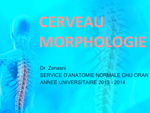 CERVEAU MORPHOLOGIE Dr  Zenasni SERVICE D’ANATOMIE NORMALE CHU ORAN