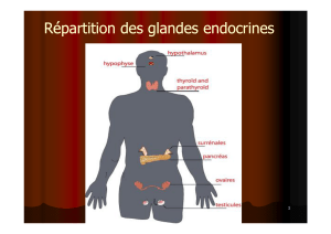 Répartition des glandes endocrines 11