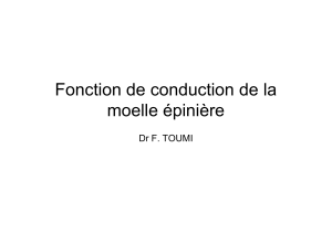 Fonction de conduction de la moelle &eacute;pini&egrave;re Dr F. TOUMI