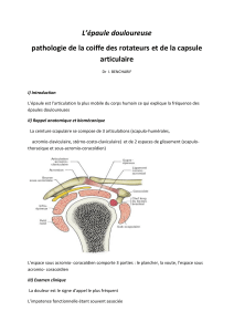 L’épaule douloureuse  pathologie de la coiffe des rotateurs articulaire