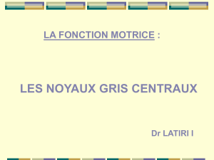 LES NOYAUX GRIS CENTRAUX LA FONCTION MOTRICE : Dr LATIRI I