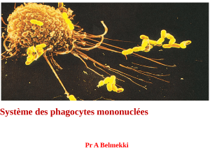 Système des phagocytes mononuclées  Pr A Belmekki  