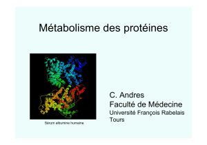 Métabolisme des protéines C. Andres Faculté de Médecine Université François Rabelais