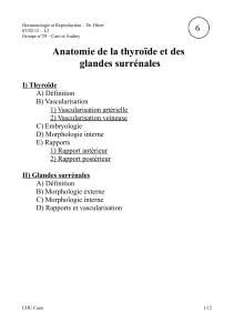 Anatomie de la thyroïde et des glandes surrénales
