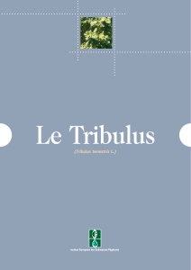 Le Tribulus (Tribulus terrestris )