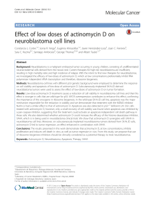 Effect of low doses of actinomycin D on neuroblastoma cell lines
