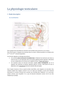 La physiologie testiculaire I - Etude descriptive A) Localisation
