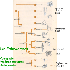 Les Embryophytes Cormophytes Végétaux terrestres