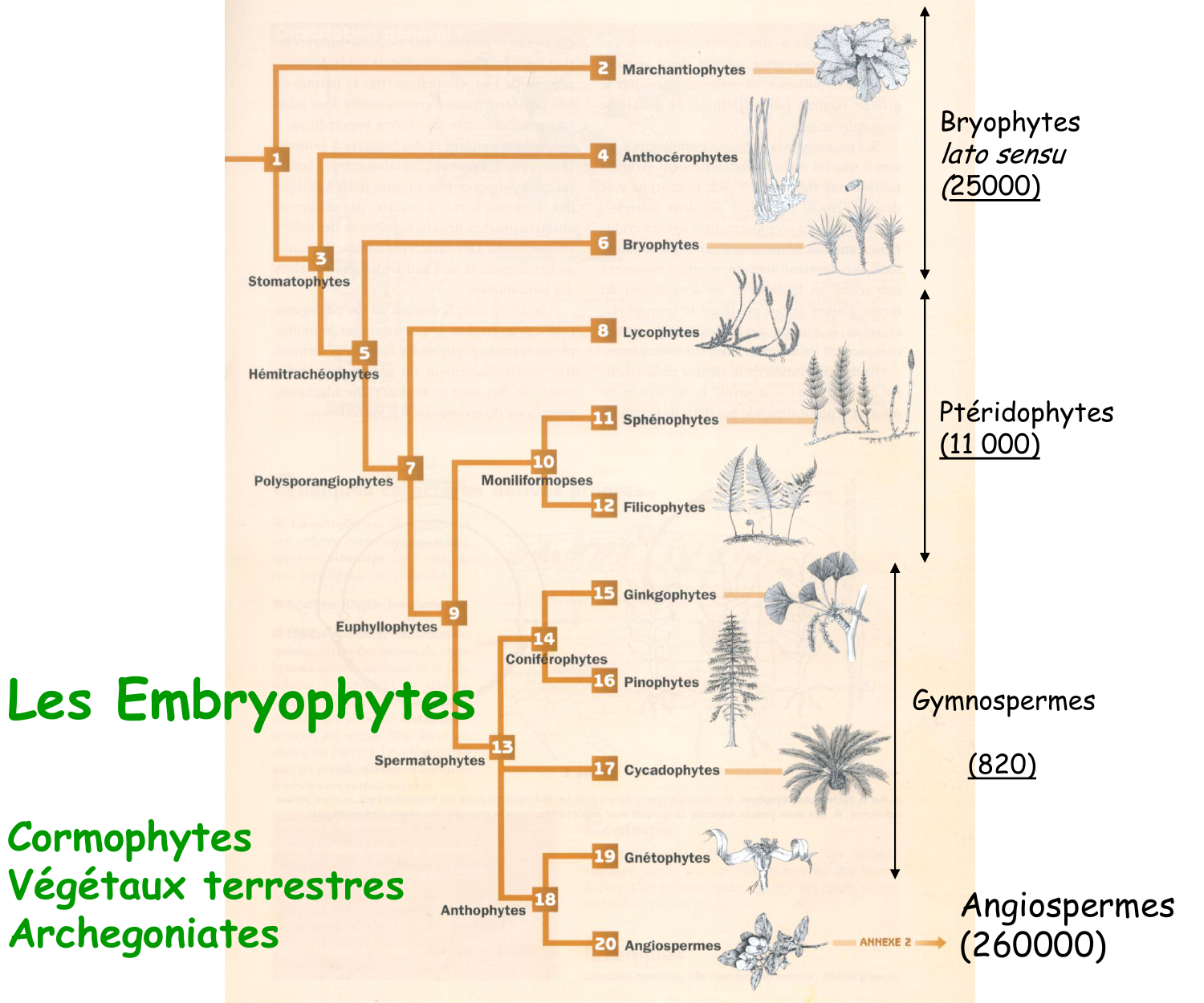 Les Embryophytes Cormophytes V g taux Terrestres