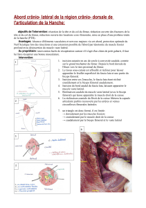 Abord crânio- latéral de la région crânio- dorsale de