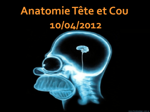 Anatomie Tête et Cou  10/04/2012