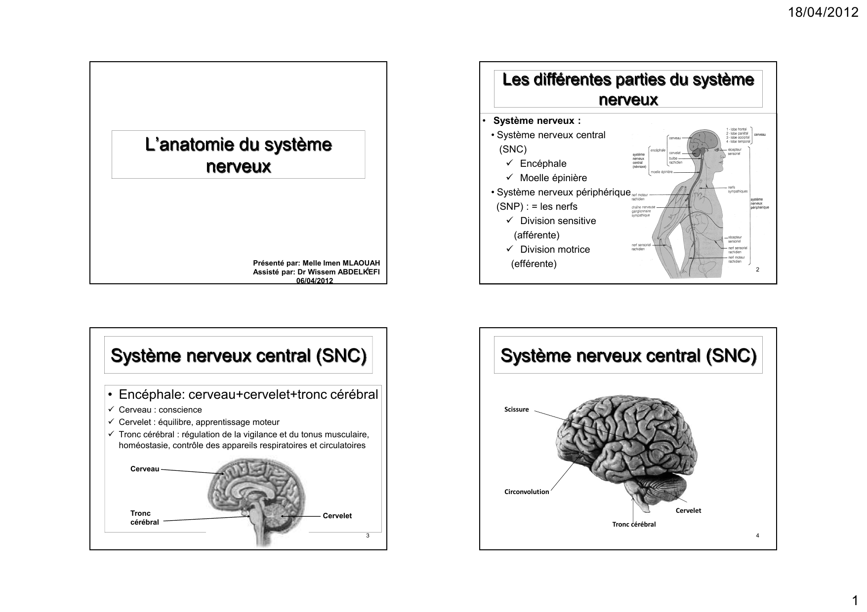 L’anatomie Du Système Nerveux Les Différentes Parties Du Système 18/04/2012