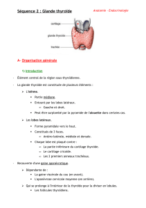 Séquence 2  : Glande thyroïde A- Organisation générale