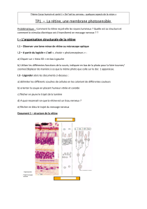 TP1  –  La rétine, une membrane photosensible