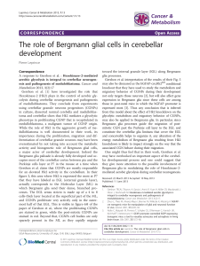 The role of Bergmann glial cells in cerebellar development Open Access