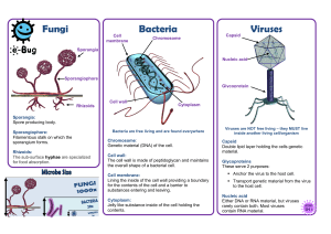 Arbeitsblatt über Bakterien für jüngere Schülerinnen und Schüler