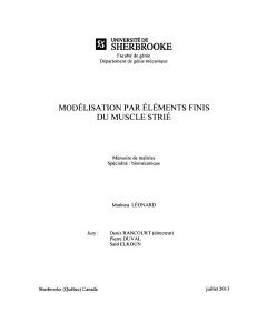 SHERBROOKE MODELISATION PAR ELEMENTS  FINIS DU MUSCLE  STRIÉ UNIVERSITÉ DE