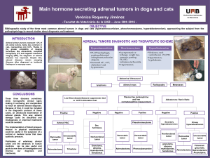 Main hormone secreting adrenal tumors in dogs and cats