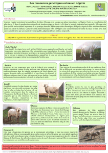 Les ressources génétiques ovines en Algérie