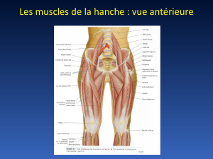 Les muscles de la hanche : vue antérieure