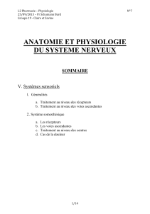 ANATOMIE ET PHYSIOLOGIE DU SYSTEME NERVEUX  SOMMAIRE