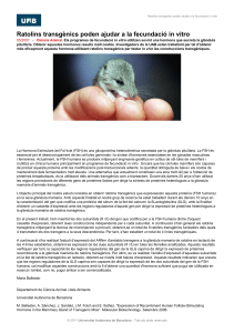 Ratolins transgènics poden ajudar a la fecundació in vitro