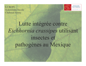 Lutte intégrée contre insectes et pathogènes au Mexique Eichhornia crassipes
