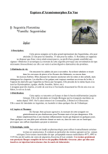 Espèces d'Aranéomorphes En Vue I *Famille: Segestriidae Infos